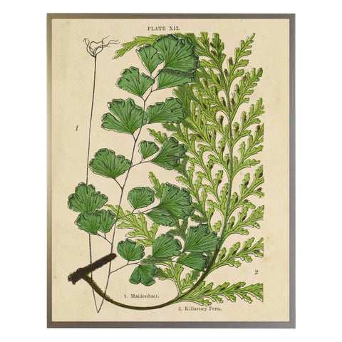 Vintage Fern Collage Wall Art 1