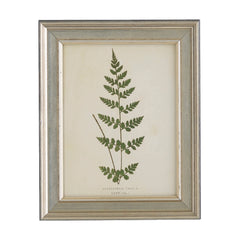 Vintage Fern 5 Wall Art