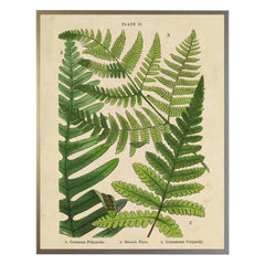 Vintage Fern Collage Wall Art 2